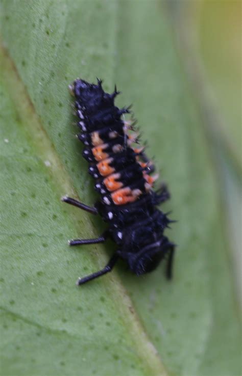 What Are The Little Black Bugs With Orange Stripes at Andrea Rumfelt blog