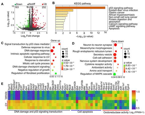 Urolithin A Protects Ovarian Reserve Via Inhibiting PI3K/Akt Signaling ...