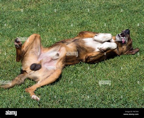 Male Dog Anatomy Bulbus Glandis