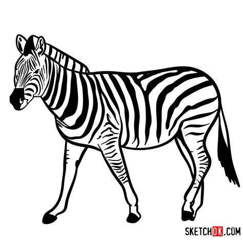 How to draw a Zebra | Wild Animals - Sketchok Easy Drawing Guides