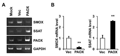 Expression of Polyamine Oxidase in Fibroblasts Induces MMP-1 and ...