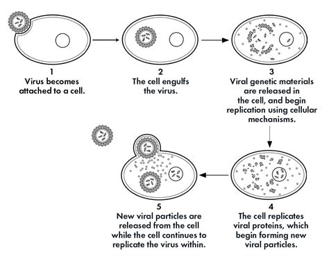 Image result for Viruses Explained
