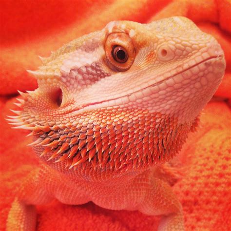 When Can I Breed My Bearded Dragon at Isaac Macquarie blog
