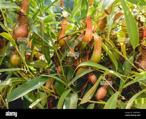 Nepenthes alata, tropical pitcher plant. Exotic plant is carnivorous ...