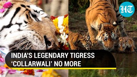 How MP’s legendary tigress Collarwali helped revive India’s tiger ...
