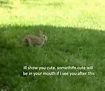 Image result for Cute Bunny Pics