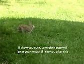 Image result for Cute Bunny Quotes