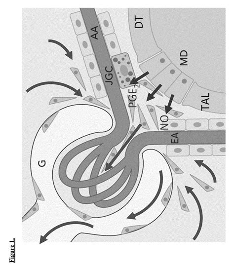 Targeting macula densa cells as a new therapeutic approach for kidney ...