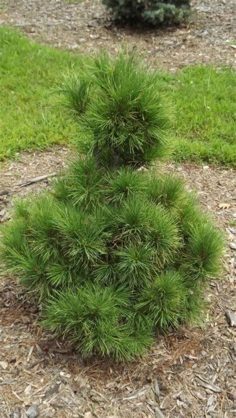 Pinus peuce 'Wintergold' - Wintergold Macedonian pine, Wintergold ...