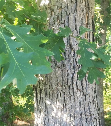 White Oak Tree Leaves