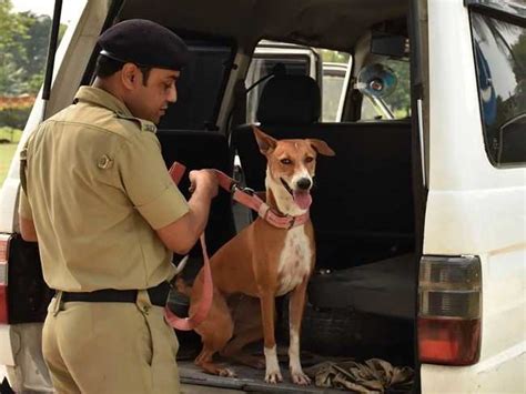 asha: As a stray joins Kolkata Police, inducting them worldwide as ...