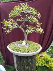 Cloud Farm Murraya Paniculata Plant Price in India - Buy Cloud Farm ...