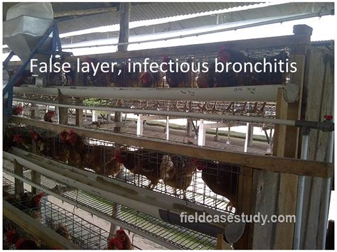 Infectious Bronchitis in Chickens (laying Hens) | PPT