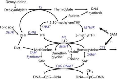 Image result for Folate DNA Synthesis