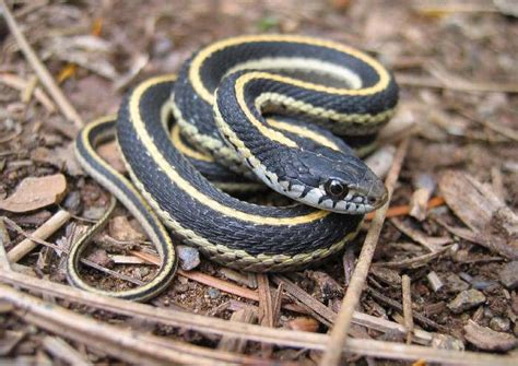 Snake Game Using Python 的图像结果