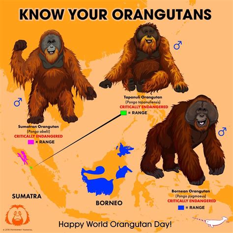 Species Of Orangutan
