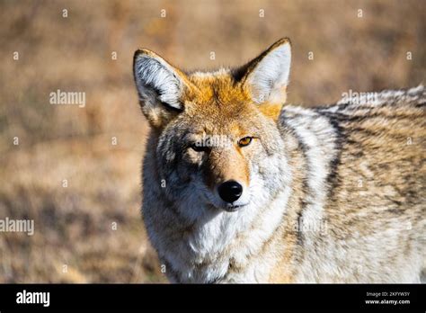 Image result for Wolves in Yellowstone Hunting
