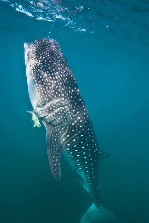 Whale Sharks Enemies