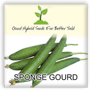 VibeX Punjab Nikhar Sponge Gourd[250 Gms, 1250 Seeds] Seed Price in ...