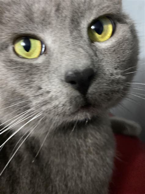 Let’s see if Roomba likes cats : r/691