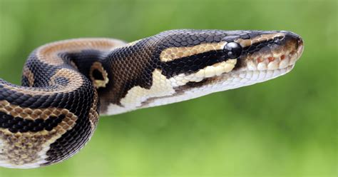 Image result for Small Python Australia