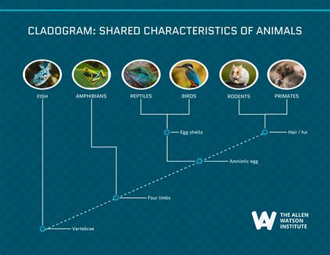 Image result for Simple Cladogram