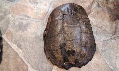 Image result for Common Snapping Turtle Shell