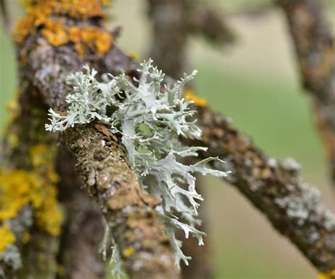 Lichen vs moss: What's the difference? | Homes and Gardens