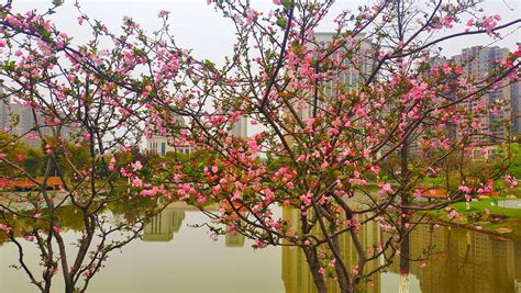 在果园里有花的果树枝边上紧贴着开花高清图片下载-正版图片506376352-摄图网
