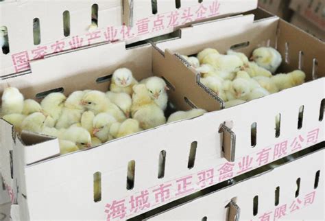 江西上高：蛋鸡产业助力乡村振兴-人民图片网