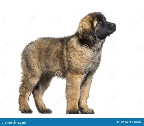 Leonberger Puppy Looking Up Against White Background Stock Image ...