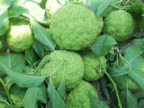 Lot OF 10 Osage Orange Missouri Hedge Apples Natural Spider | Etsy ...