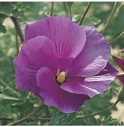 Image result for Lilac Hibiscus