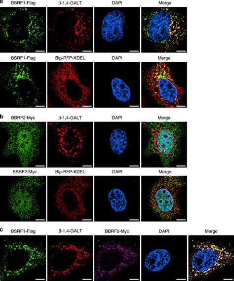 Dynamic Cellular Localization Chart 的图像结果