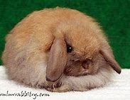 Image result for Holland Lop Rabbit Baby