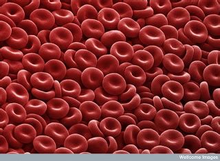 sel darah putih tts