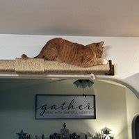 Buy Flat Sisal Cat Step Online in India - Etsy