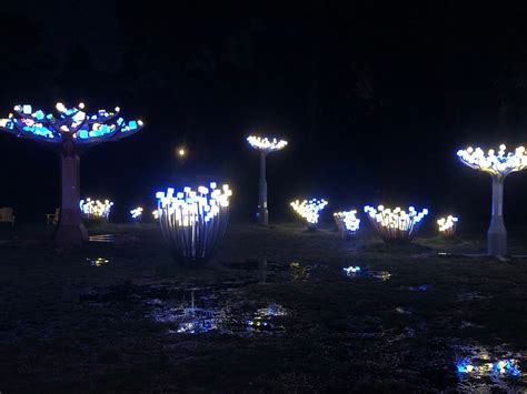Golden Gate Park’s 'Entwined' Still Up Three Weeks After It Was Supposed To Come Down, But Will ...