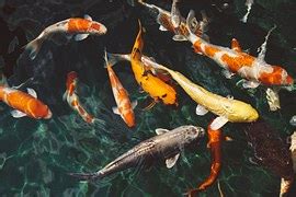 Image result for Science Textbook Example
