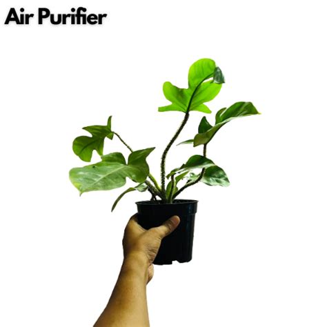 Philodendron Squamiferum / Hairy Philodendron - Live Plant (Home & Gar ...