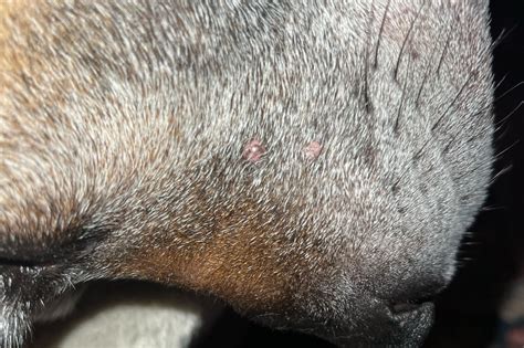 Warts On Dogs