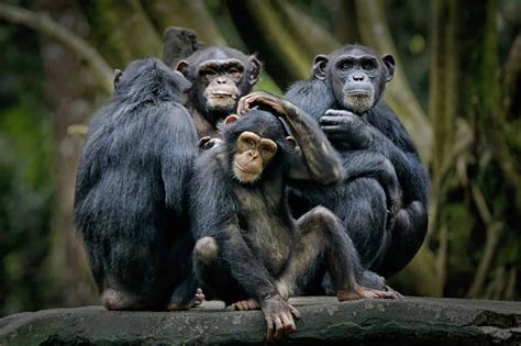 Chimpanzee Animal Facts - Pan troglodytes - A-Z Animals