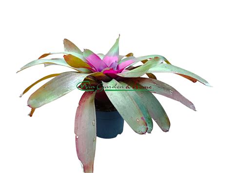 Neoregelia concentrica - Win Garden & Home