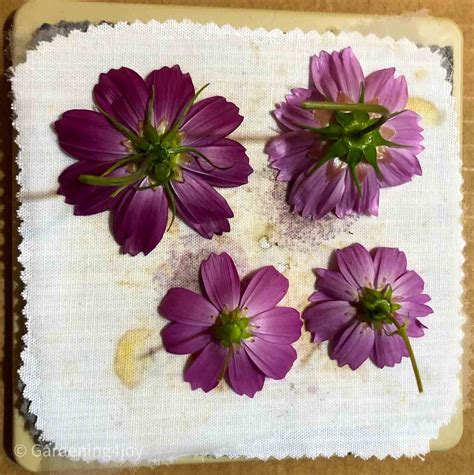 How to create perfectly pressed flowers with a microwave flower press ...