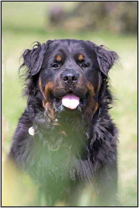 Short Haired Rottweiler