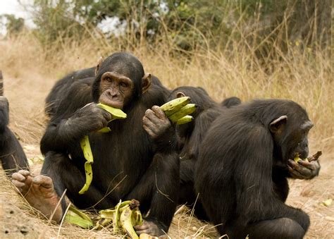 Diet Of Chimpanzee