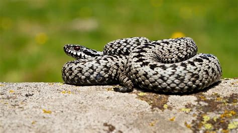 Bites by exotic snakes rising in UK, as more people keep them as part ...
