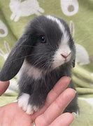 Image result for Cute Small Bunny
