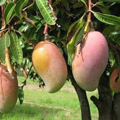 PLANTSGURU Mango Payari (Grafted) Fruit Plant 1.5-2 feet height ...