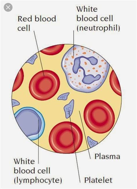 Image result for Blood Cells Structure and Function